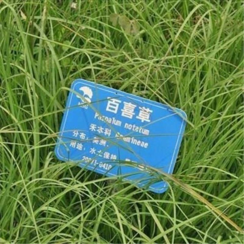 百喜草种子道路护坡水土保持牧草草籽公路堤坝绿化