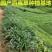百喜草种子道路护坡水土保持牧草草籽公路堤坝绿化