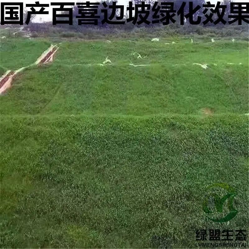 百喜草种子道路护坡水土保持牧草草籽公路堤坝绿化
