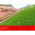 百喜草种子道路护坡水土保持牧草草籽公路堤坝绿化