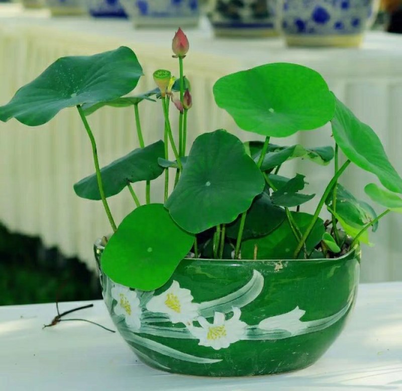 带花苞四季盆栽睡莲、碗莲水培植物室内鱼缸池塘水莲