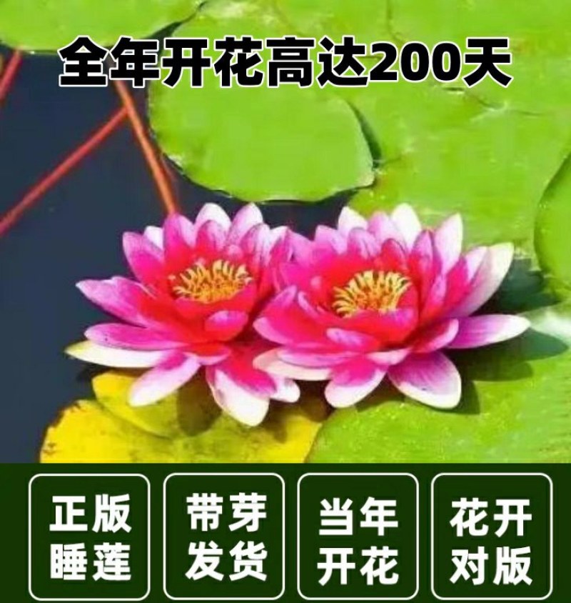带花苞四季盆栽睡莲、碗莲水培植物室内鱼缸池塘水莲