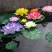 带花苞四季盆栽睡莲、碗莲水培植物室内鱼缸池塘水莲