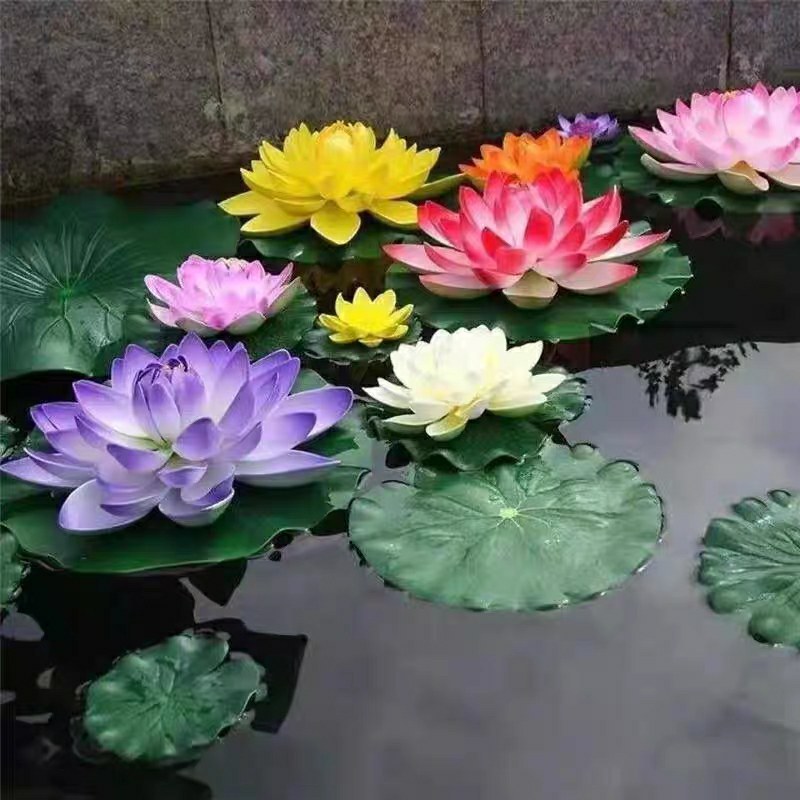 带花苞四季盆栽睡莲、碗莲水培植物室内鱼缸池塘水莲