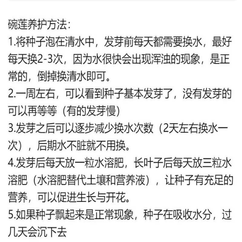 带花苞四季盆栽睡莲、碗莲水培植物室内鱼缸池塘水莲
