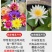 带花苞四季盆栽睡莲、碗莲水培植物室内鱼缸池塘水莲
