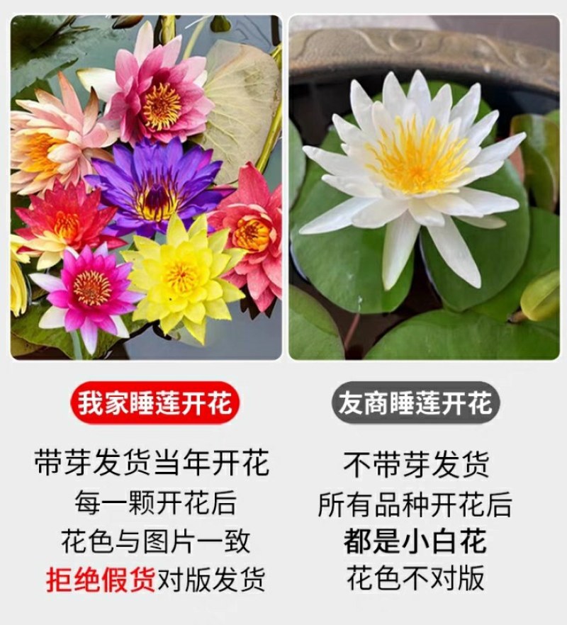 带花苞四季盆栽睡莲、碗莲水培植物室内鱼缸池塘水莲