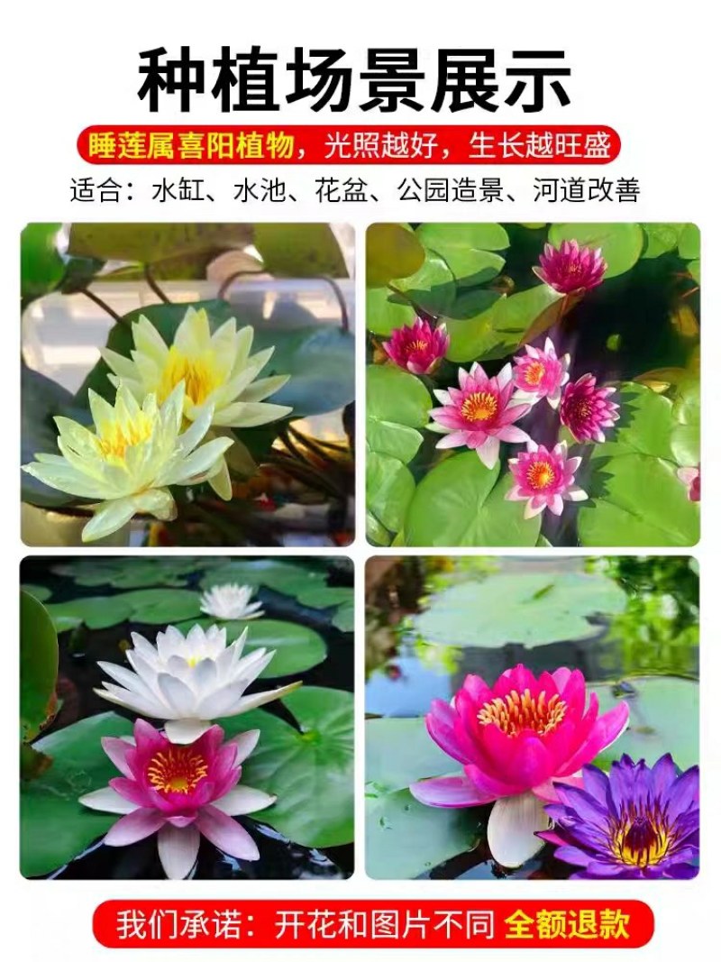 带花苞四季盆栽睡莲、碗莲水培植物室内鱼缸池塘水莲