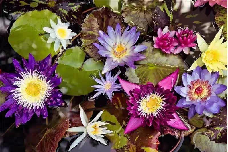 带花苞四季盆栽睡莲、碗莲水培植物室内鱼缸池塘水莲