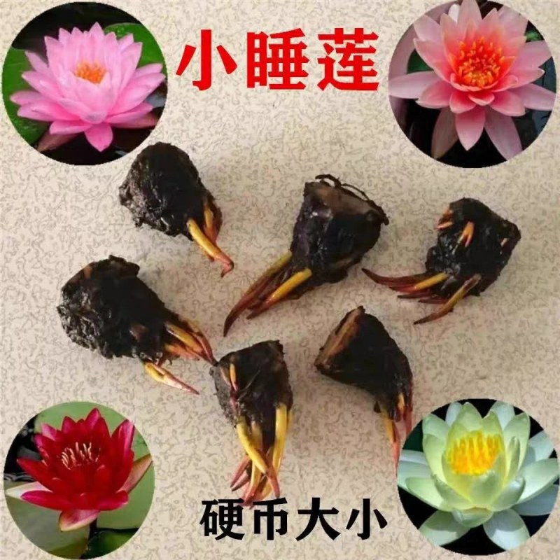 带花苞四季盆栽睡莲、碗莲水培植物室内鱼缸池塘水莲