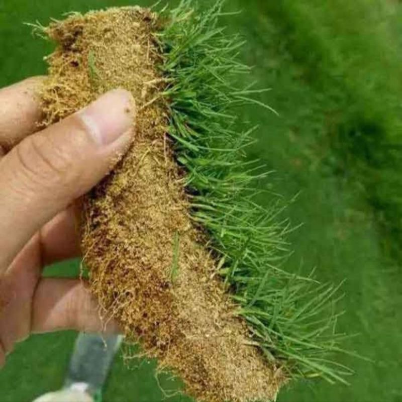 进口匍匐型剪股颖种子草坪草种子高尔夫球场别墅庭院绿化