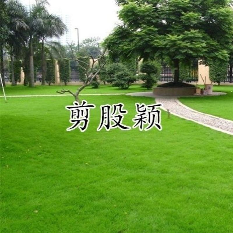 进口匍匐型剪股颖种子草坪草种子高尔夫球场别墅庭院绿化