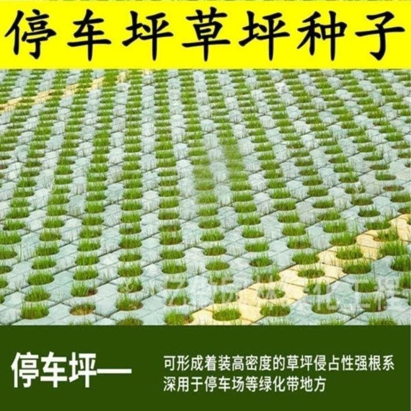 停车场种子低矮耐草坪砖专用停草坪种子四季常包邮