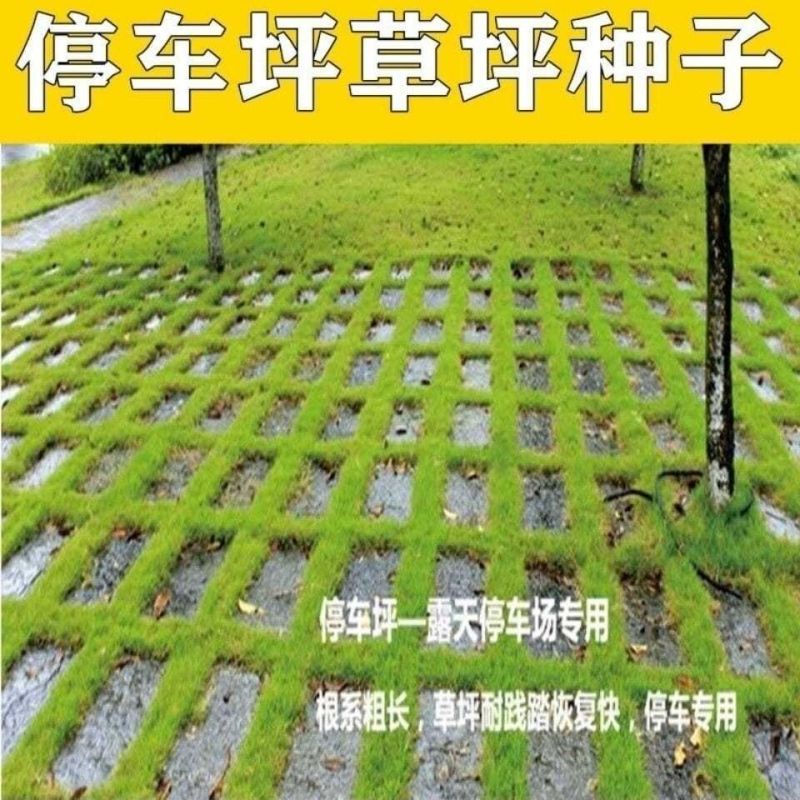 停车场种子低矮耐草坪砖专用停草坪种子四季常包邮