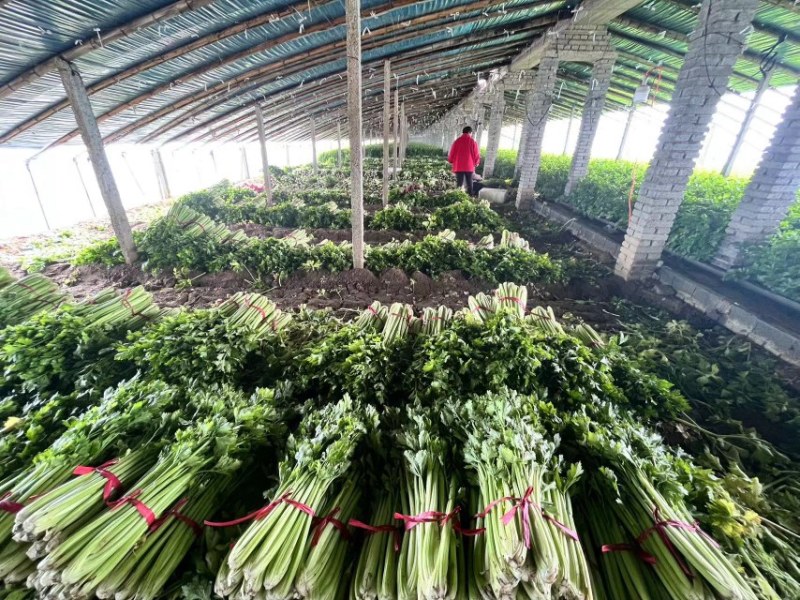芹菜火热上市，价格可谈，诚信经营