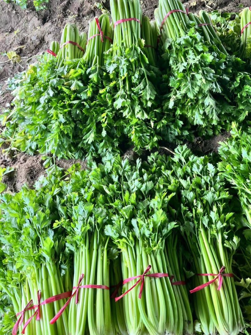芹菜火热上市，价格可谈，诚信经营