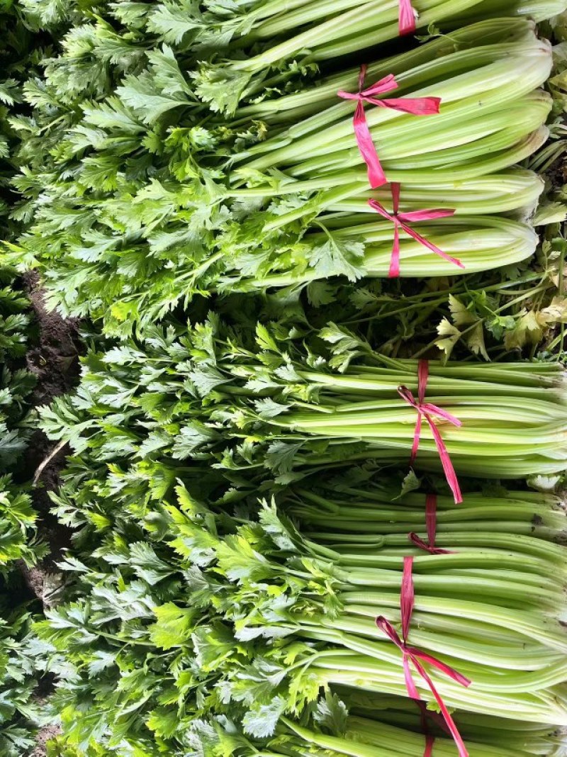 芹菜火热上市，价格可谈，诚信经营