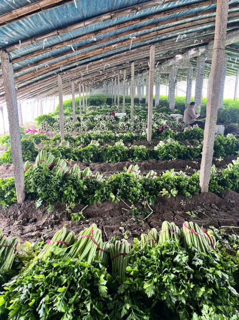 芹菜火热上市，价格可谈，诚信经营
