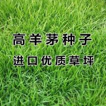 高羊茅种子进口耐践踏庭院不修剪护坡绿化草皮四季青草坪