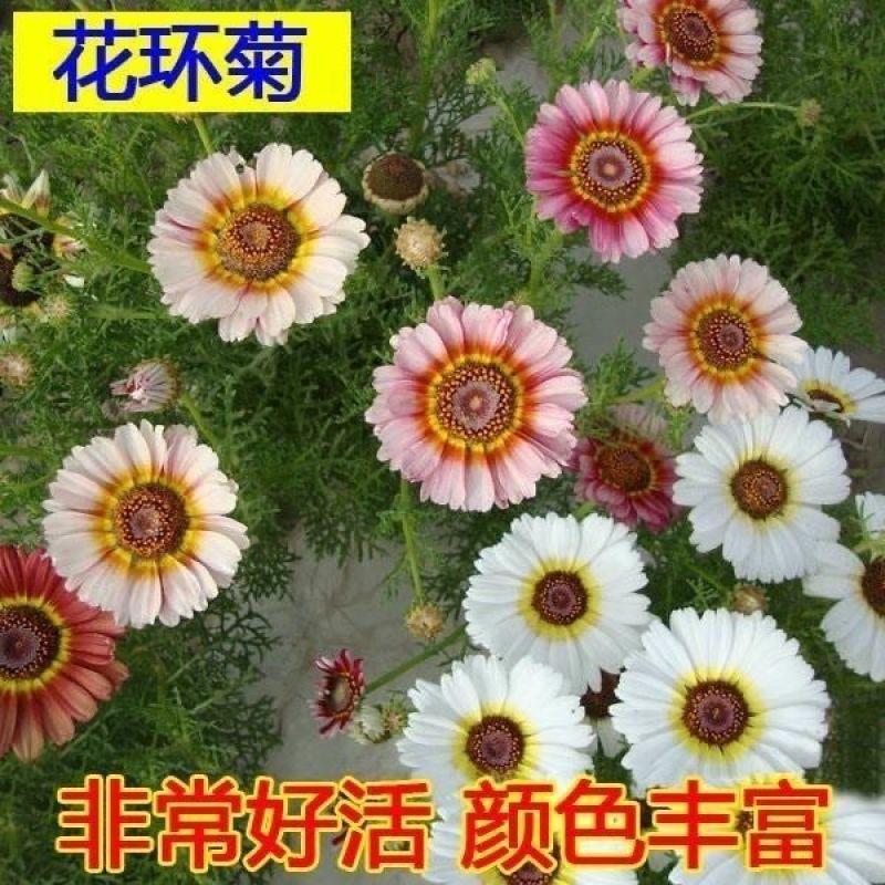 花环菊种子三色菊花种子混色花海花籽花种籽庭院阳台四季易活