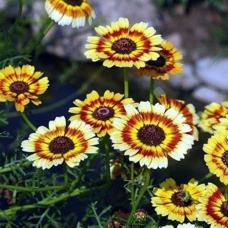 花环菊种子三色菊花种子混色花海花籽花种籽庭院阳台四季易活