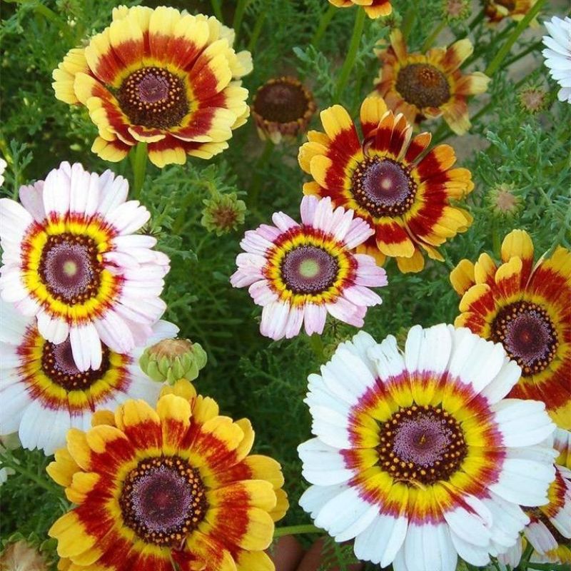 花环菊种子三色菊花种子混色花海花籽花种籽庭院阳台四季易活