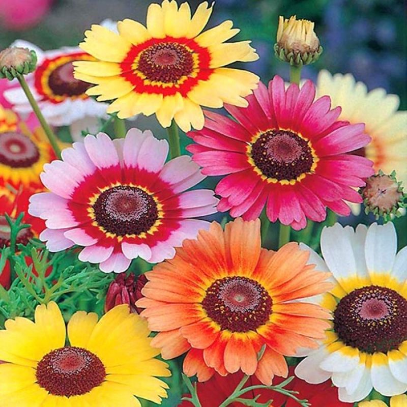 花环菊种子三色菊花种子混色花海花籽花种籽庭院阳台四季易活