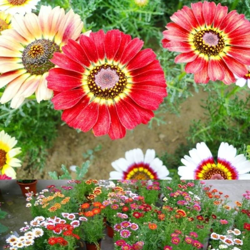 花环菊种子三色菊花种子混色花海花籽花种籽庭院阳台四季易活