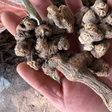 金荞麦