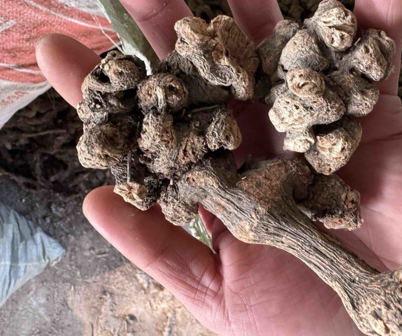 金荞麦