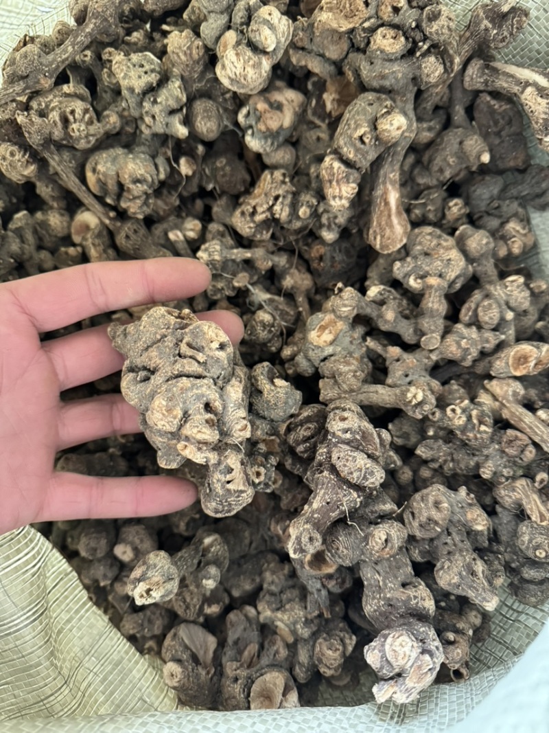 金荞麦