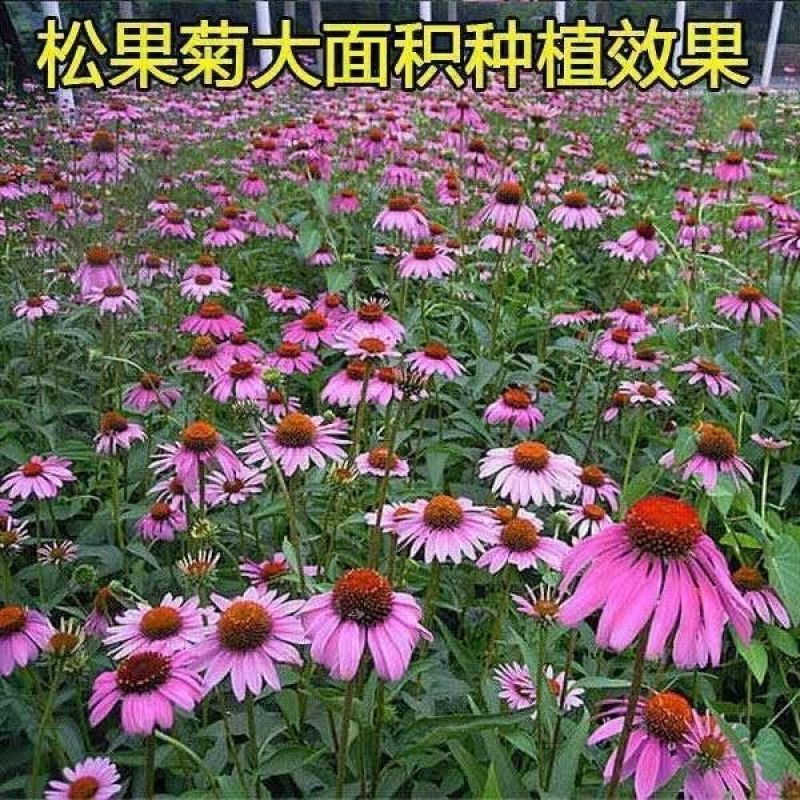 松果菊种子紫锥花景观花海四季易种多年生紫锥菊卉春秋播庭院