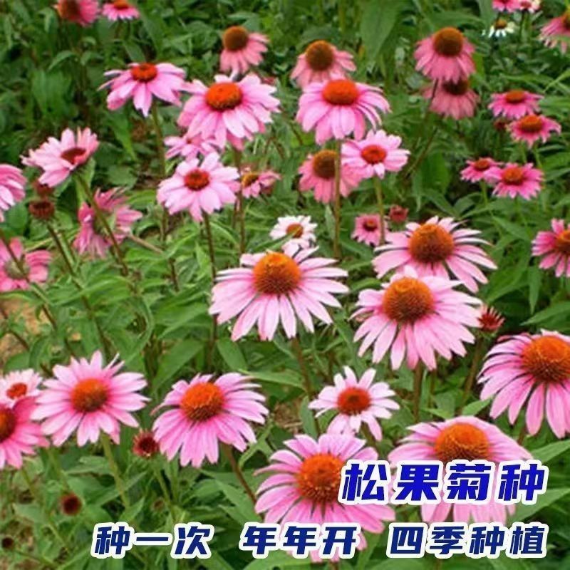 松果菊种子紫锥花景观花海四季易种多年生紫锥菊卉春秋播庭院