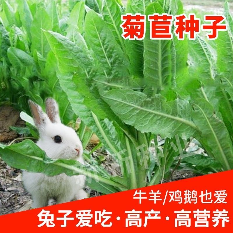菊苣种子大叶多年生兔子草种猪牛羊鸡鸭鹅爱吃的养殖四季牧草