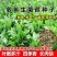 菊苣种子大叶多年生兔子草种猪牛羊鸡鸭鹅爱吃的养殖四季牧草