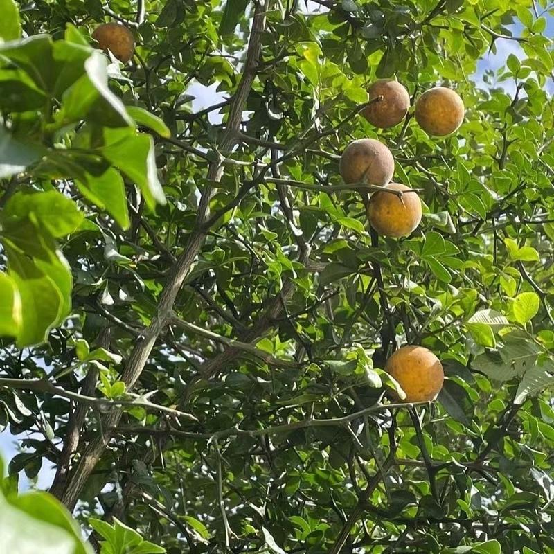 枳壳种子枸橘种子-大量枸枳实种子铁篱寨种子-嫁接柑橘