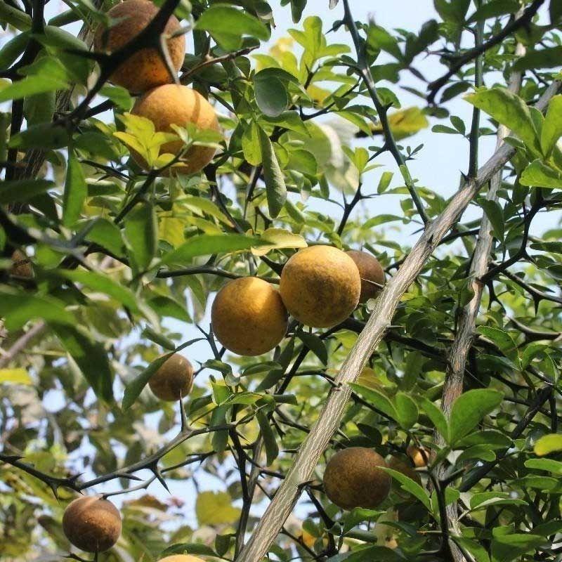 枳壳种子枸橘种子-大量枸枳实种子铁篱寨种子-嫁接柑橘