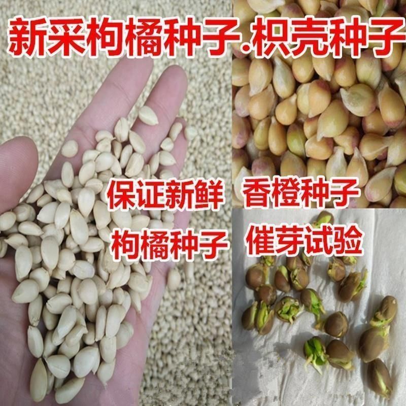 新采枸橘种子枳壳种子枸桔积壳籽橘子红橘种子嫁接砖木带刺篱