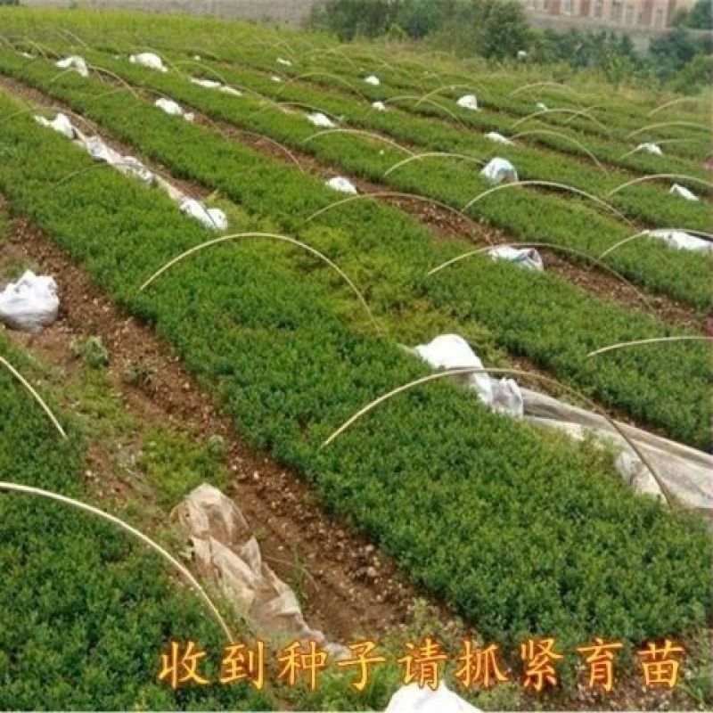 新采枸橘种子枳壳种籽子枸桔积壳树苗嫁接砧木香橙红桔橘篱笆