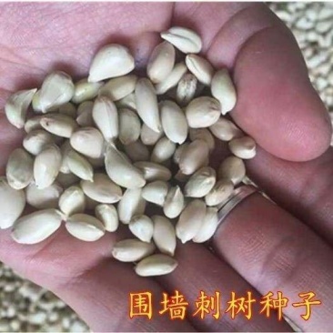 围墙刺树种子铁篱笆种子刺树种子带刺树种子带刺树