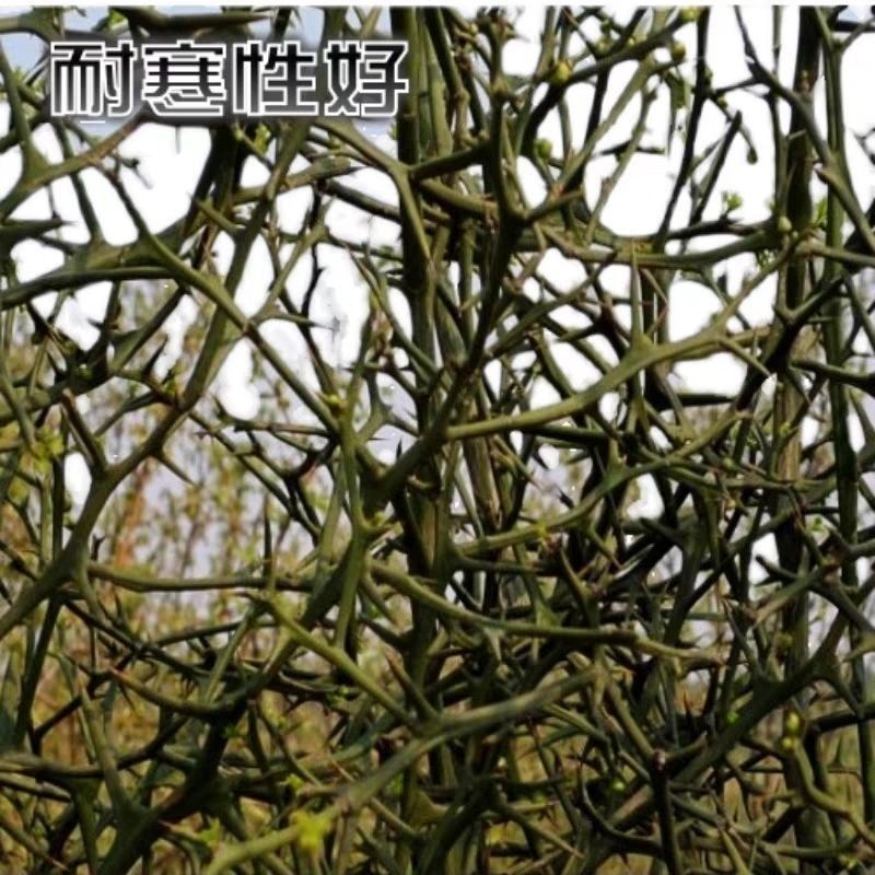 围墙刺树种子铁篱笆种子刺树种子带刺树种子带刺树