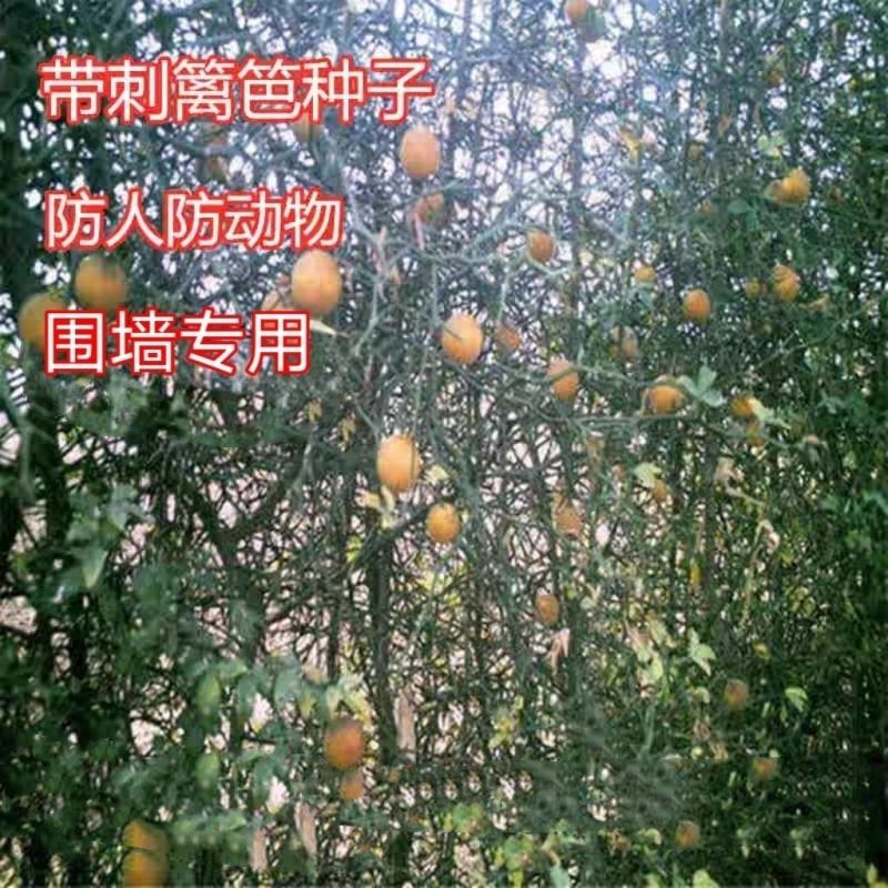 围墙刺树种子铁篱笆种子刺树种子带刺树种子带刺树