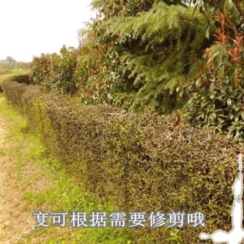 围墙刺树种子铁篱笆种子刺树种子带刺树种子带刺树