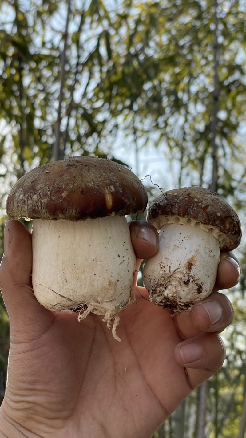 赤松茸/大球盖菇种植基地，全国高品质供应，顺丰一件包邮