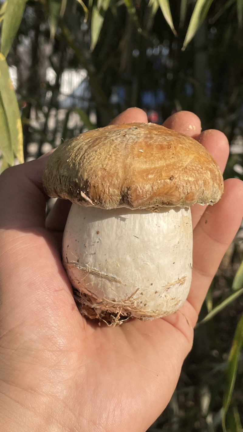 赤松茸/大球盖菇种植基地，全国高品质供应，顺丰一件包邮