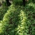 急售！精品油麦菜/云南油麦菜/可按需加工/全国发货一条龙