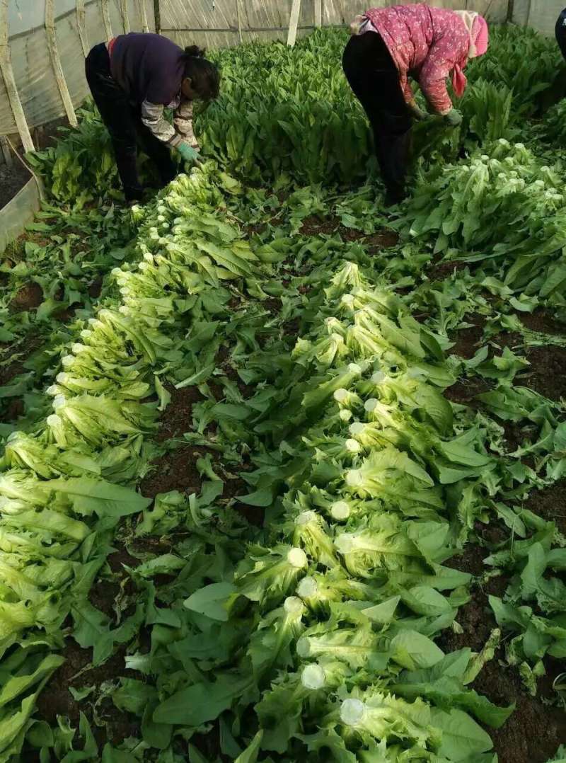 急售！精品油麦菜/云南油麦菜/可按需加工/全国发货一条龙
