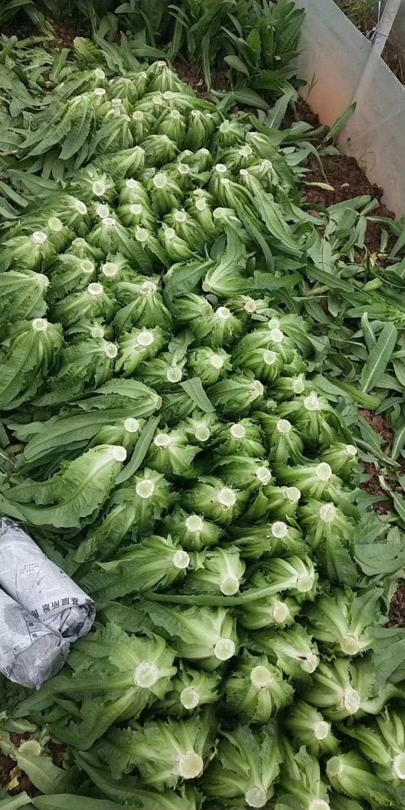 急售！精品油麦菜/云南油麦菜/可按需加工/全国发货一条龙