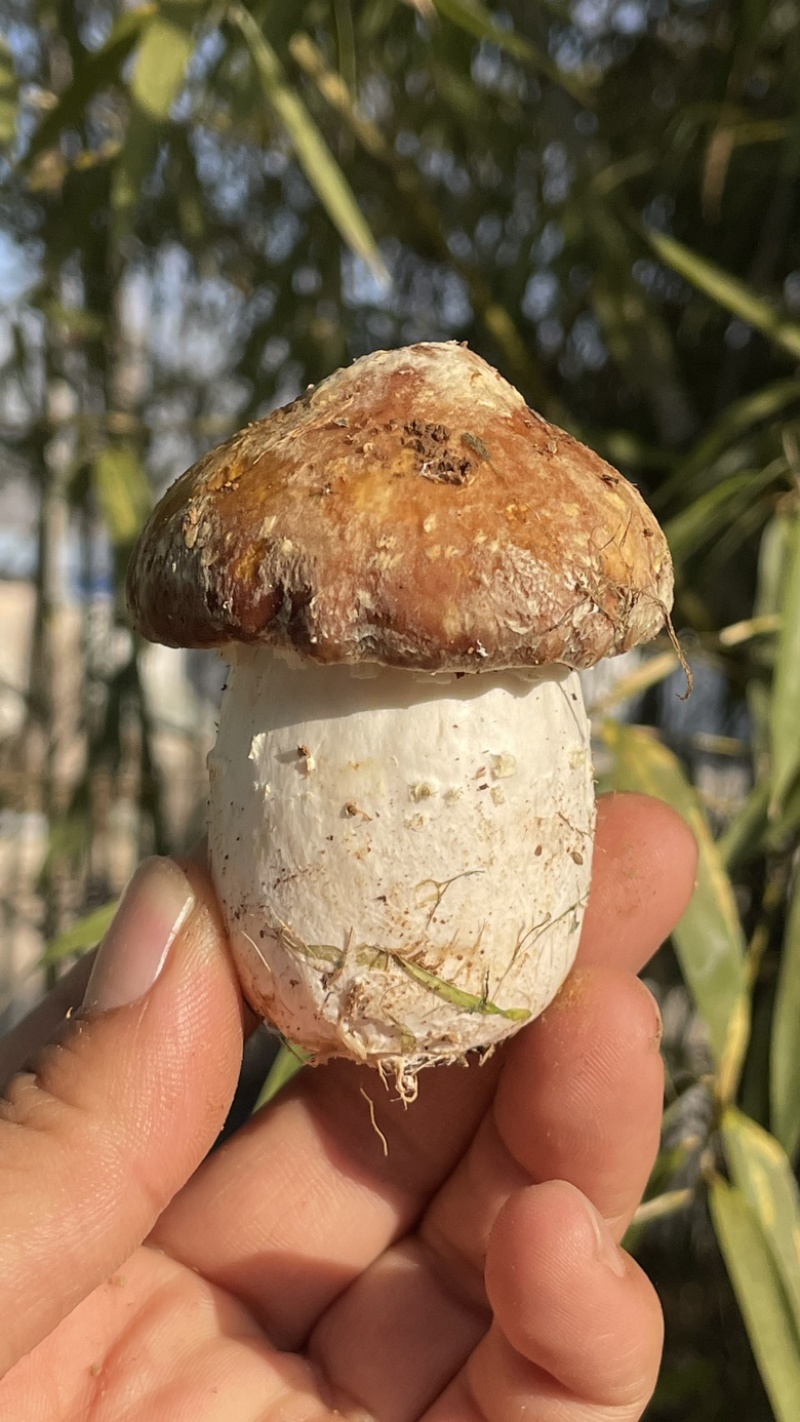 赤松茸种植基地大球盖菇供货大棚货质量好