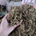批发石上柏